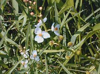 �A�M�i�V�̉�