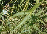 �A�M�i�V�̗t