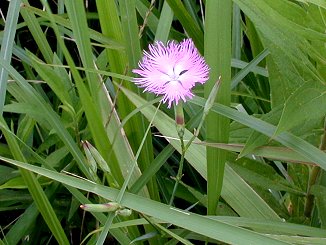 �J�����i�f�V�R