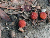 ���}�����̎�