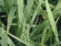 �V�������E�o�b�^