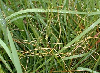 �A�����J�l�i�V�J�Y��