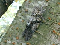 �j�C�j�C�[�~