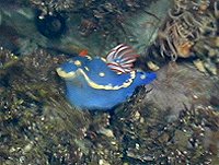 �A�I�E�~�E�V