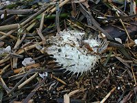 �n���Z���{��