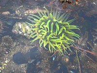 �~�h���C�\�M���`���N