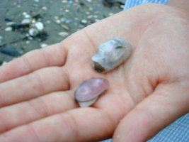 �T�N���K�C�ƃI�L�i�K�C�i���j