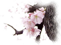 �R�m�n�i�F�؂̉Ԃ�